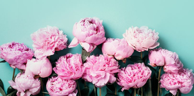 Pink peony flowers against a light blue background.